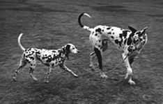 Sheba and Van, leash