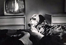 Sheba, Esther's feet, TV